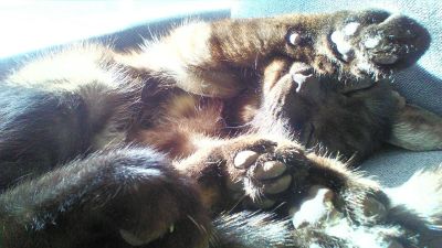 Лот: 9371481. Фото: 1. Отдам котенка-девченку. Кошки, котята