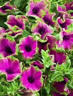 Лот: 15306414. Фото: 1. Петуния Rim Pitaya. Садовые цветы