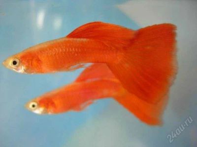 Лот: 1757397. Фото: 1. Гуппи красные: семья 3 шт (самка... Рыбки