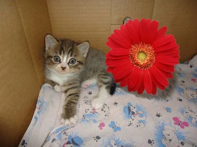 Лот: 10686515. Фото: 1. Британская тигровая очень красивая... Кошки, котята