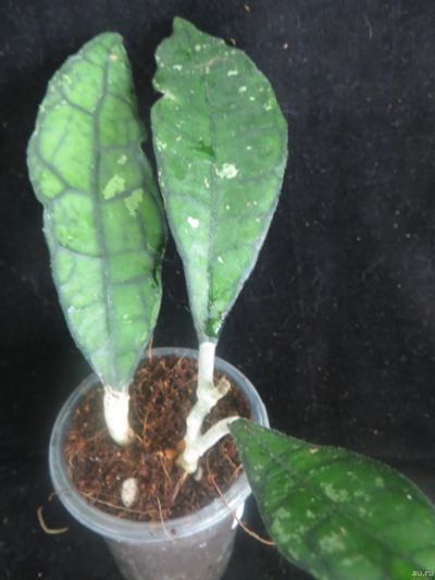 Лот: 13592247. Фото: 1. Хойя Hoya Finlaysonii EPC 317. Горшечные растения и комнатные цветы