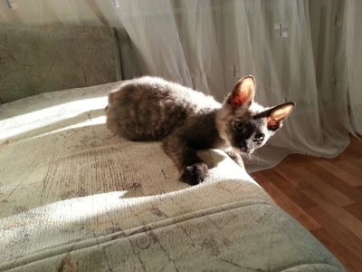 Лот: 6436344. Фото: 1. бастет. Кошки, котята