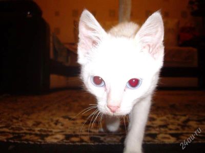 Лот: 1269054. Фото: 1. котик. Кошки, котята