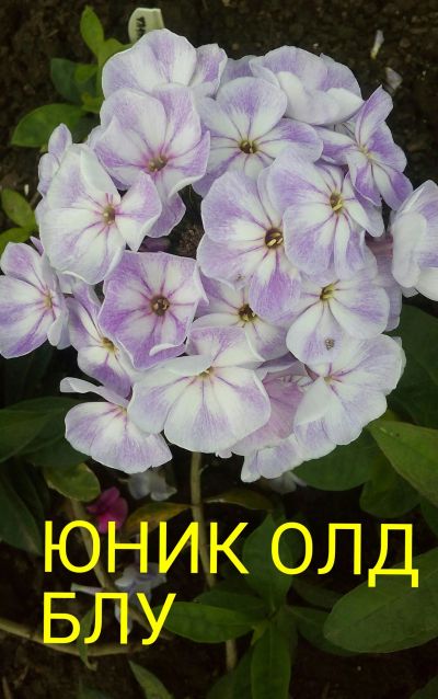 Лот: 11905114. Фото: 1. флокс " юник олд блу". Садовые цветы
