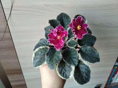 Лот: 15082281. Фото: 1. Сортовая фиалочка ЛЕ Полина Виардо. Горшечные растения и комнатные цветы
