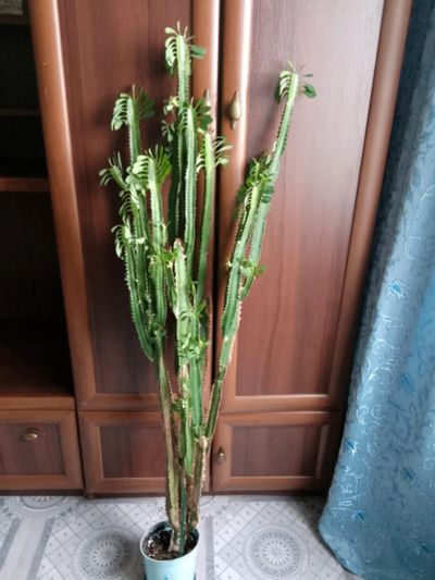 Лот: 24256990. Фото: 1. Кактус ( молочай). Горшечные растения и комнатные цветы