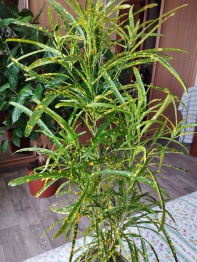 Кротон узколистный фото комнатный цветок кодиеум пестрый купить в Красноярске. Горшечные растения и комнатные цветы на