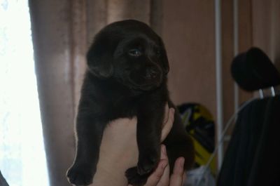 Лот: 9443161. Фото: 1. Шоколадные лабрадоры. Собаки, щенки