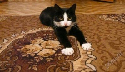 Лот: 963360. Фото: 1. Отдам кошечку в частный дом или... Остальные животные