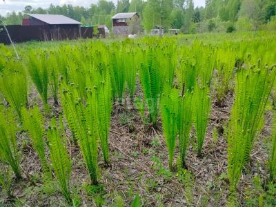 Лот: 25293585. Фото: 1. участок , СНТ Рассвет СНТ Рассвет... Земельные участки