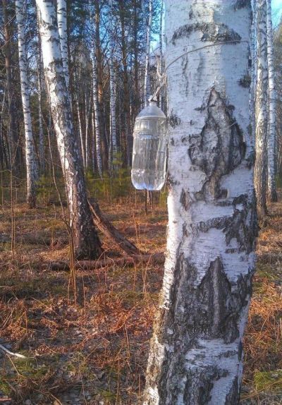 Лот: 15838107. Фото: 1. Березовый сок 5л. Напитки