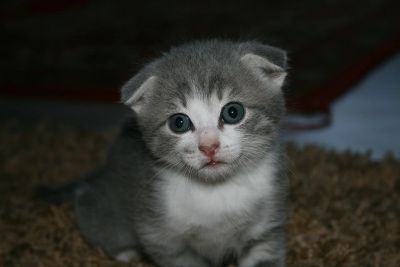 Лот: 7586632. Фото: 1. продам котенка, помесь шотланца... Кошки, котята
