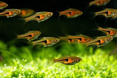 Лот: 5138074. Фото: 1. Расбора Эспи (Rasbora espei) одна... Рыбки