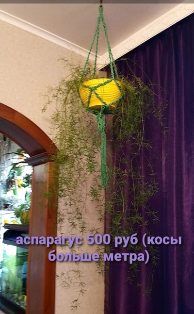 Лот: 18191798. Фото: 1. Аспарагус. Горшечные растения и комнатные цветы