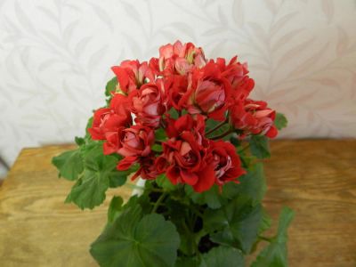 Лот: 4700089. Фото: 1. пеларгония Vectis Rosebud. Горшечные растения и комнатные цветы