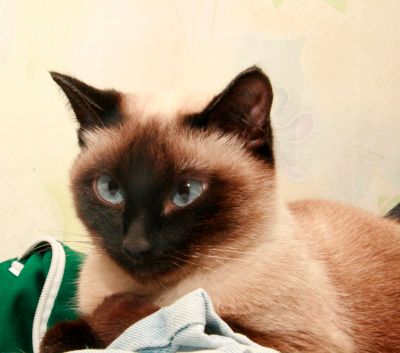 Лот: 6279842. Фото: 1. Кот для кошки. Другое (растения и животные)