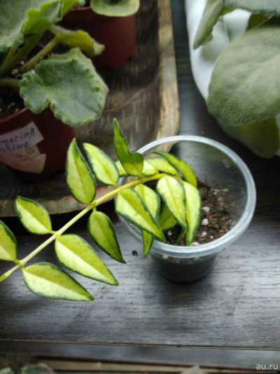 Лот: 14466187. Фото: 1. Хойя Bella Variegata Louis Buis... Горшечные растения и комнатные цветы