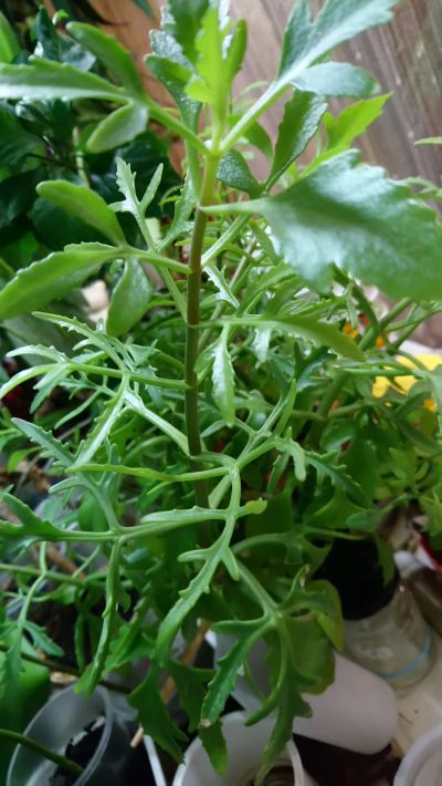 Лот: 17574354. Фото: 1. Каланхоэ рассеченное Kalanchoe... Горшечные растения и комнатные цветы