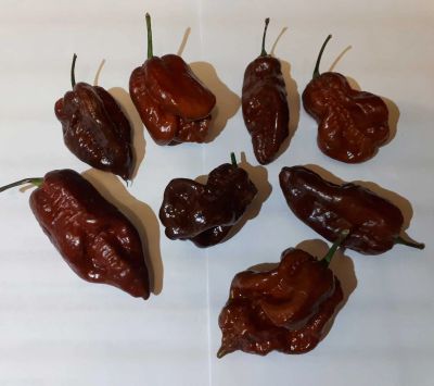 Лот: 17998960. Фото: 1. Плод перца 7pot Chaguanas Chocolate... Овощи, фрукты, зелень
