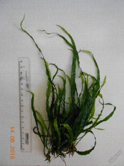 Лот: 4305940. Фото: 1. Папоротник Microsorum pteropus... Водные растения