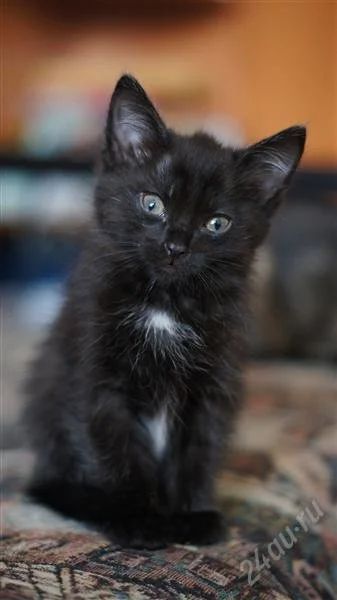 Лот: 1549343. Фото: 1. Отдам котенка в хорошие руки. Кошки, котята