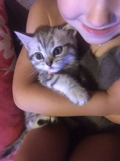 Лот: 10087660. Фото: 1. котенок шотландец. Кошки, котята