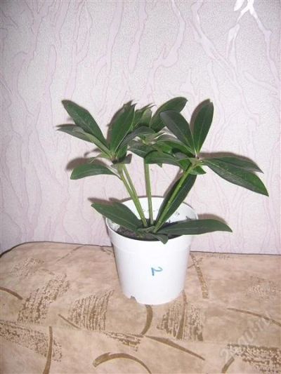 Лот: 834333. Фото: 1. скиммия 2. Горшечные растения и комнатные цветы
