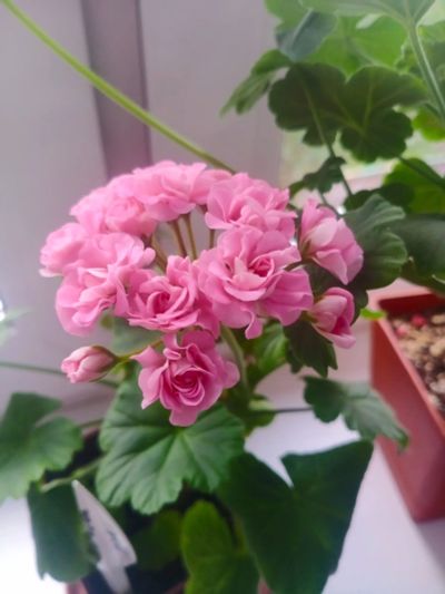 Лот: 20672857. Фото: 1. Пеларгония Australien Pink rosebud. Горшечные растения и комнатные цветы