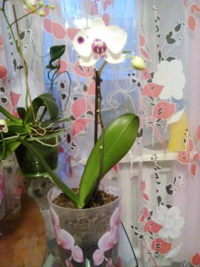 Лот: 8798589. Фото: 1. Орхидея Фаленопсис. Горшечные растения и комнатные цветы