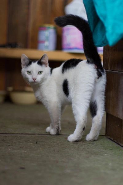 Лот: 6268269. Фото: 1. Молодой кастрированный котик ищет... Кошки, котята