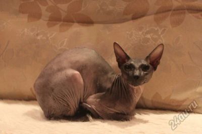 Лот: 5907684. Фото: 1. Канадский сфинкс кошка в хорошие... Кошки, котята