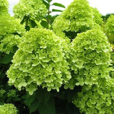 Лот: 11275922. Фото: 1. Гортензия Лаймлайт , двулетки... Декоративные кустарники и деревья