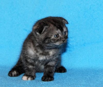Лот: 3255743. Фото: 1. Шотландские котята v2. Кошки, котята