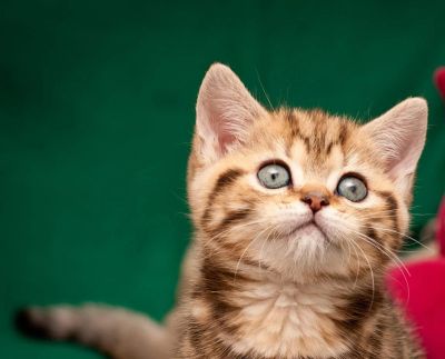 Лот: 9853904. Фото: 1. великолепный британский котенок. Кошки, котята