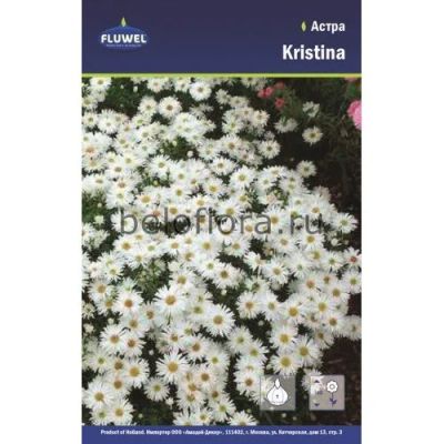 Лот: 15925584. Фото: 1. Астра Кристина / Kristina, белая... Садовые цветы