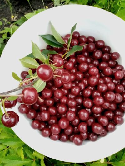 Лот: 25592060. Фото: 1. Крупную, спелую вишню продам... Овощи, фрукты, зелень