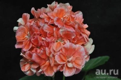 Лот: 9592826. Фото: 1. Пеларгония Bullareblomman (укоренённый... Горшечные растения и комнатные цветы
