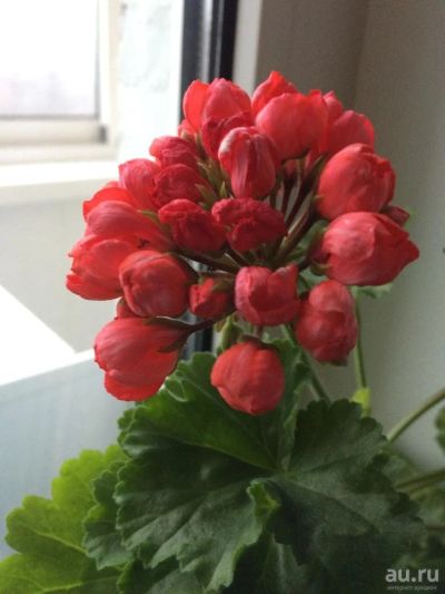 Лот: 11072127. Фото: 1. тюльпановидная пеларгония Red... Горшечные растения и комнатные цветы