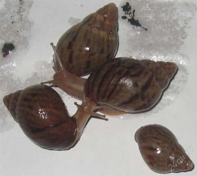 Лот: 1009535. Фото: 1. Улитка. Achatina immaculata var... Остальные животные