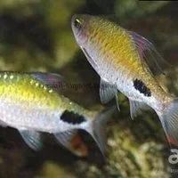 Лот: 7788735. Фото: 1. Барбус-филаментоза (Puntius filamentosus... Рыбки