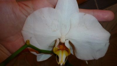 Лот: 5427112. Фото: 1. Орхидея фаленопсис F34(отцветает... Горшечные растения и комнатные цветы