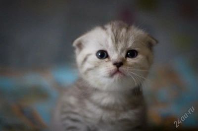 Лот: 2191499. Фото: 1. шотландские клубные котята... Кошки, котята