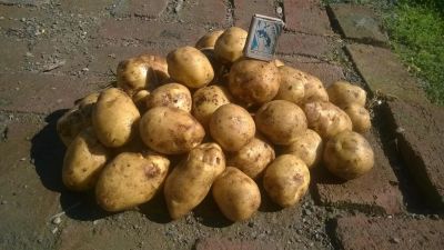 Лот: 4452213. Фото: 1. картофель адретта своя семенная. Картофель