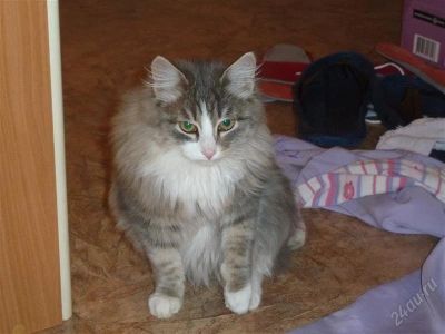 Лот: 1355929. Фото: 1. Отдам котика пушистика. Кошки, котята