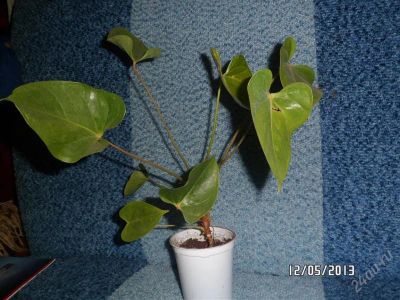 Лот: 2796334. Фото: 1. антуриум. Горшечные растения и комнатные цветы