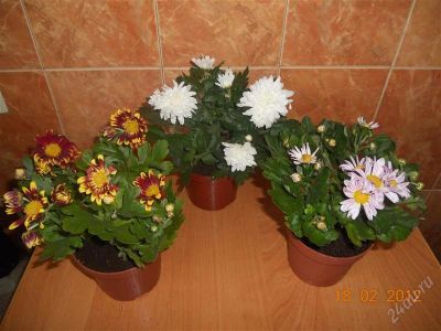 Лот: 1572056. Фото: 1. Хризантема. Горшечные растения и комнатные цветы