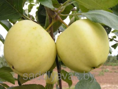 Лот: 7975277. Фото: 1. Яблоки белый налив. Овощи, фрукты, зелень