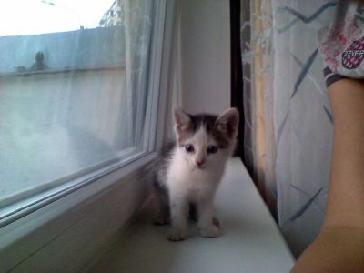 Лот: 3032555. Фото: 1. Подарю пушистый комочек. Кошки, котята