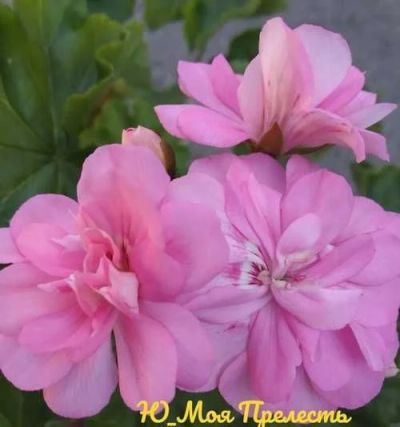 Лот: 18364558. Фото: 1. Сортовая пеларгония " Ю Моя Прелесть... Горшечные растения и комнатные цветы