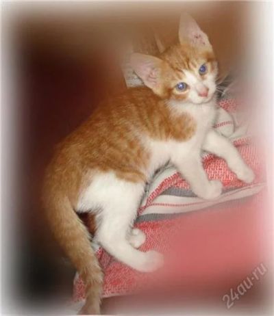 Лот: 2479437. Фото: 1. Отдам котеночка. Кошки, котята